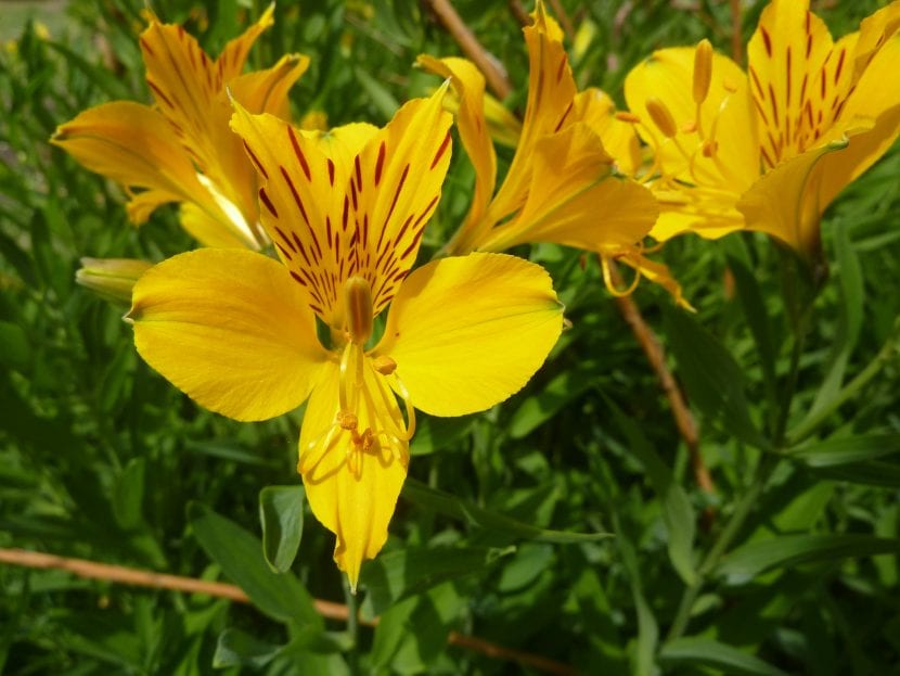 Las flores de la Alstroemeria aurea 'Peruvian Lily' son amarillas