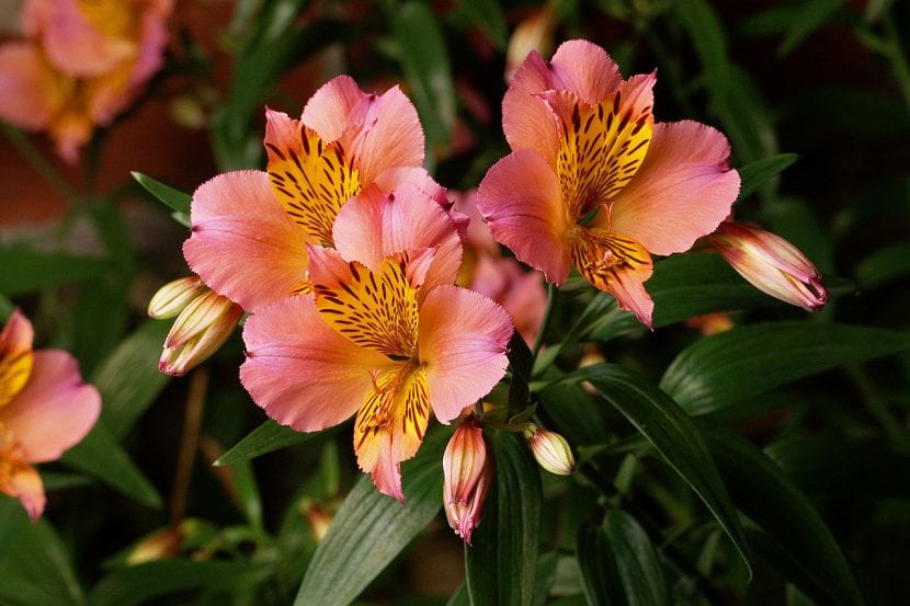 Las flores de la Alstroemeria aurea 'Saturne' son preciosas, de color rosa pastel