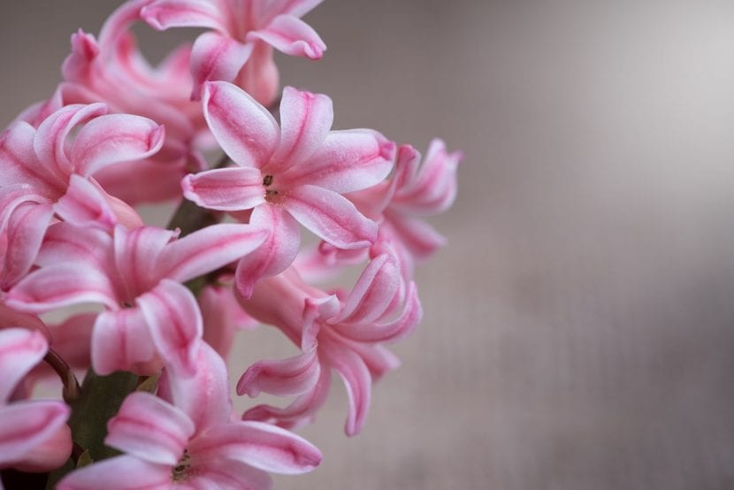 Flor de jacinto de color rosa
