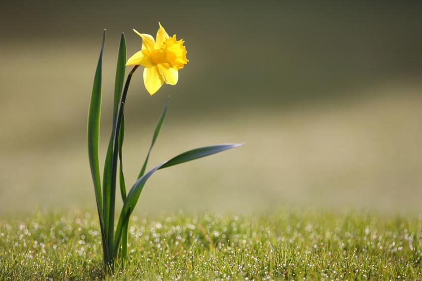 Narciso, una flor muy fácil de cuidar