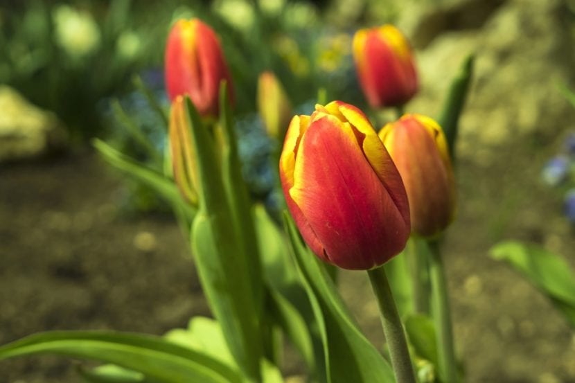 Los tulipanes son bulbosas que florecen en primavera