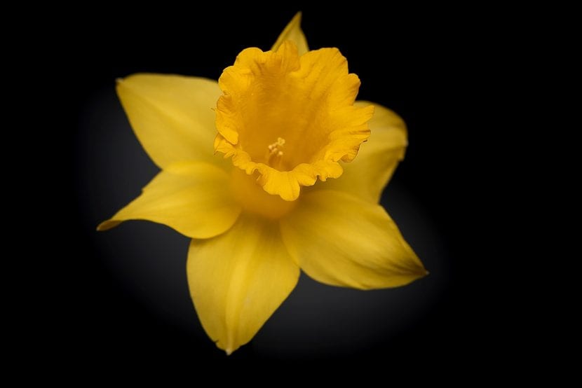 Narciso de flor amarilla, una planta que necesita poca luz