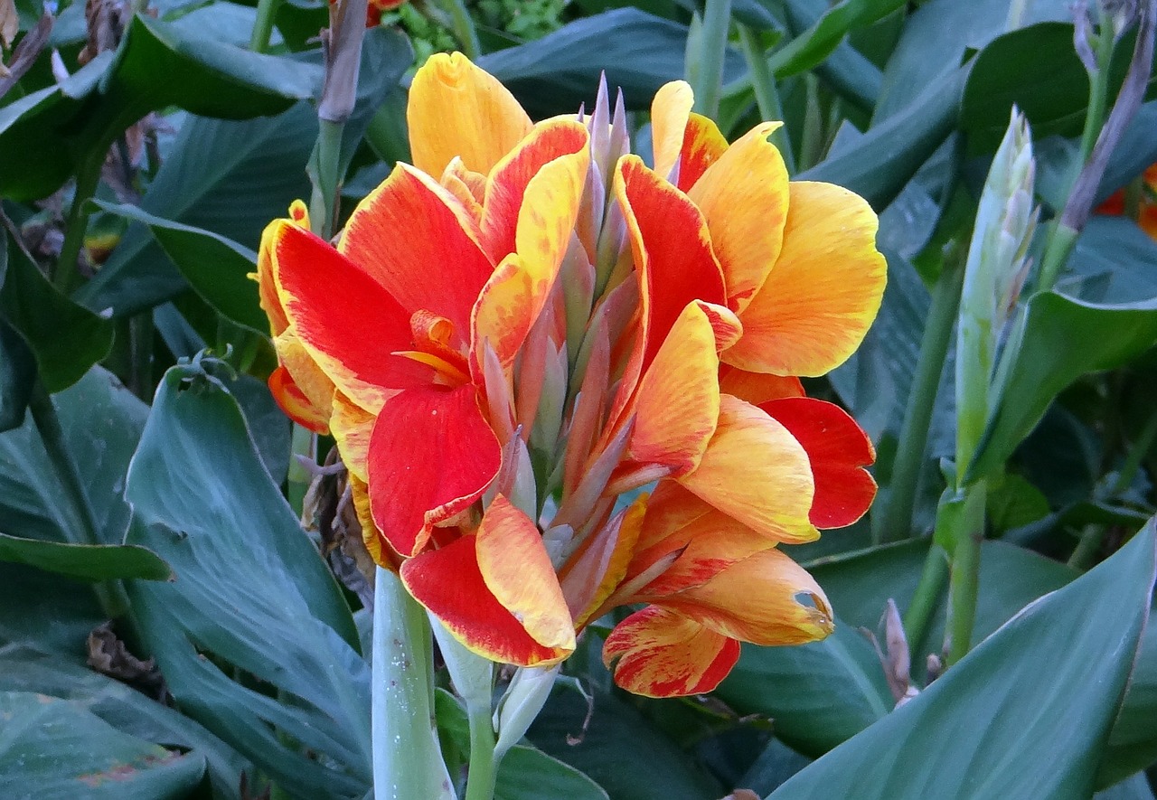 Las flores de la Canna indica pueden ser de varios colores