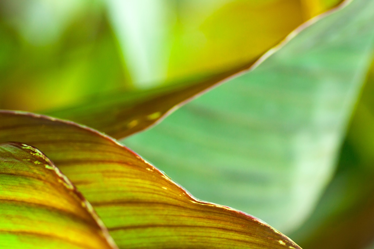 Las hojas de la Canna indica pueden ser verdes o de colores