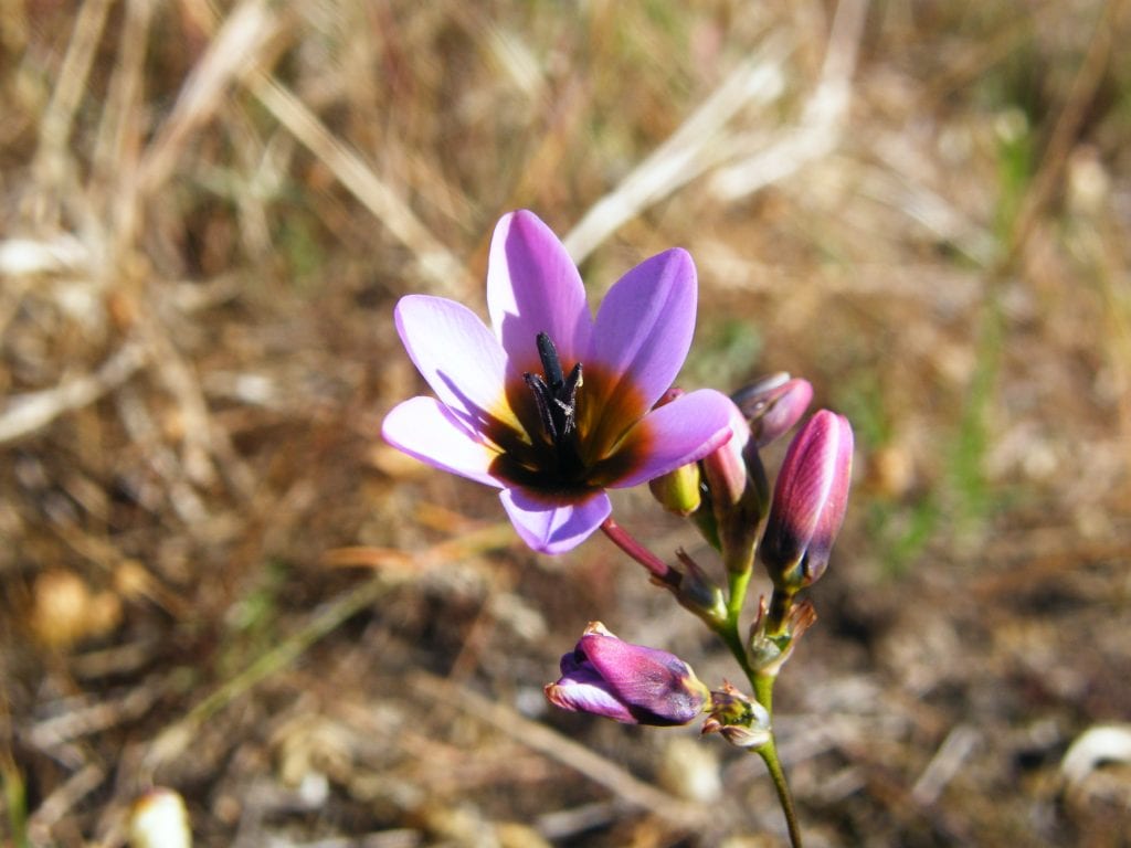 Ixia monadelpha