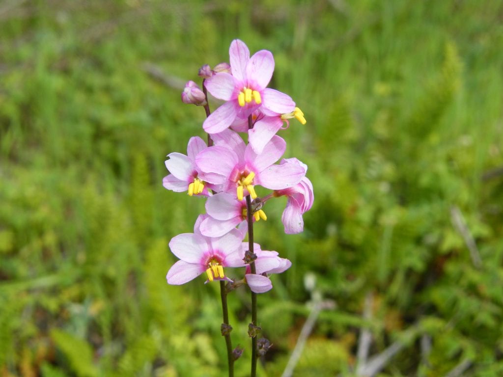 Ixia scillaris
