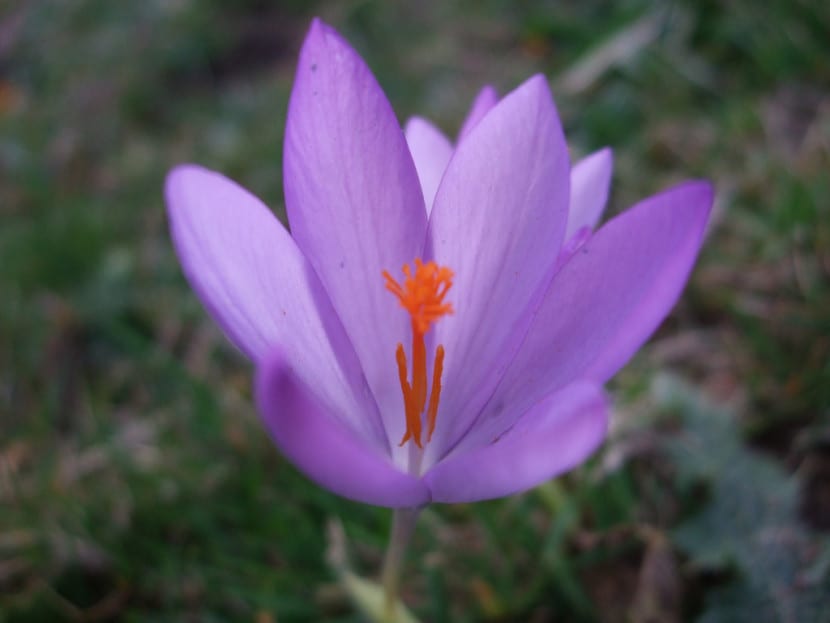 Azafrán, una flor que brota en invierno