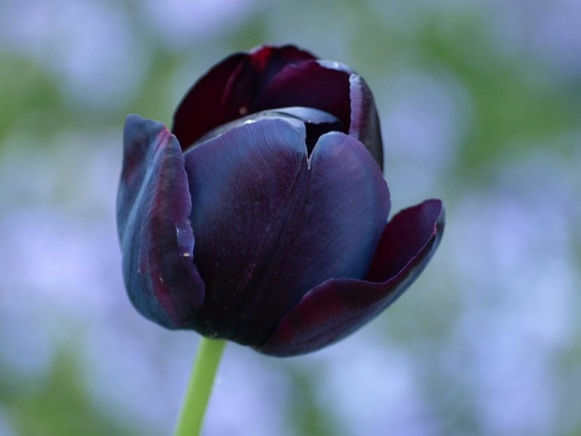 Flor de tulipán