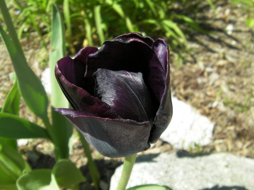 Tulipán en flor