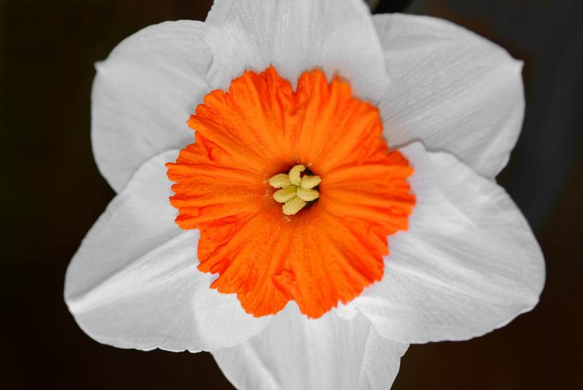 Narciso blanco y naranja
