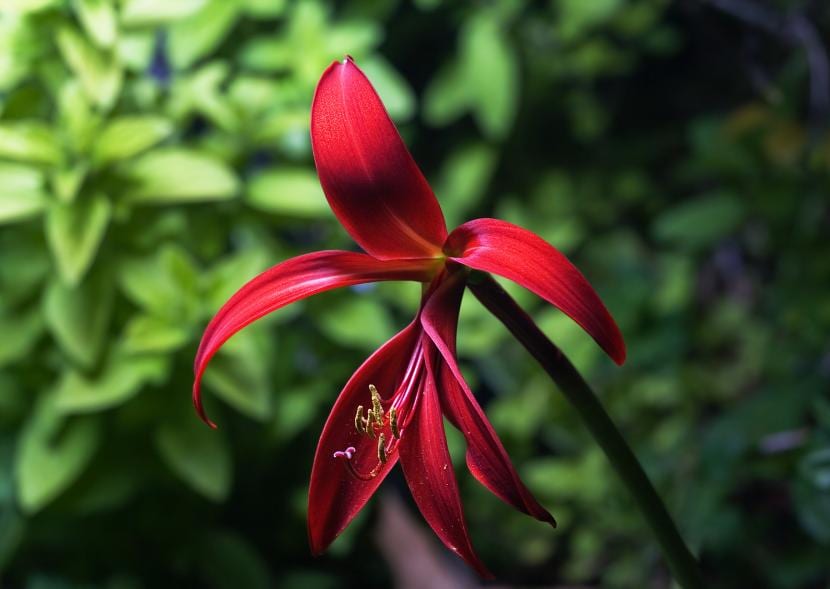 Sprekelia formosissima