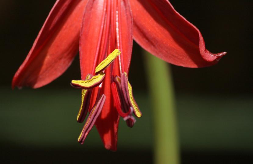 Flor de Lis