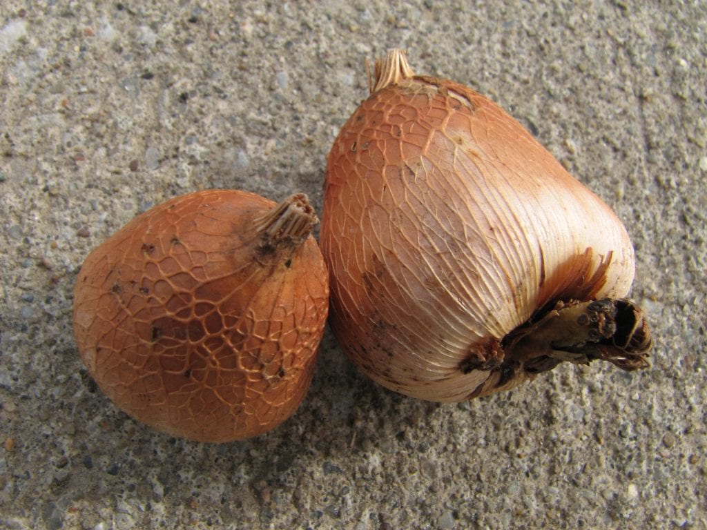Cómo guardar los bulbos tras la floración paso a paso