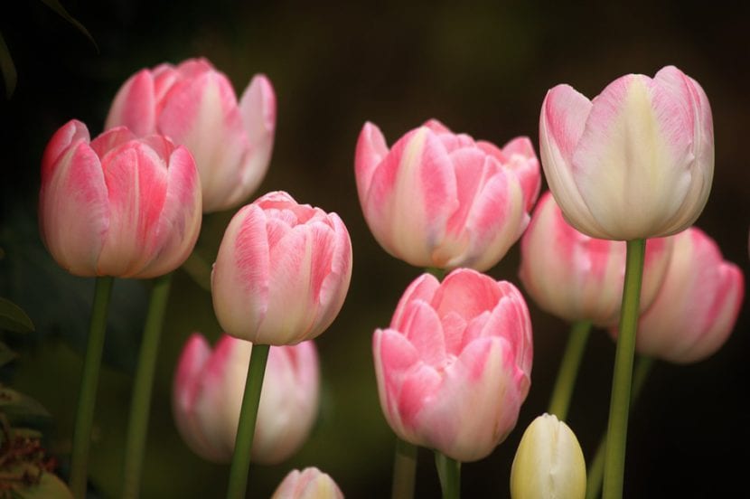 Tulipanes en un jardín