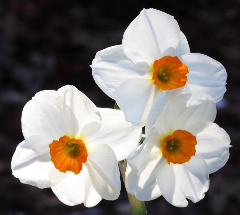 Juncos y narcisos: diferencias y claves para identificarlos