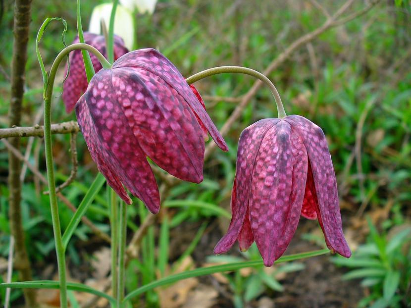 Fritillaria: especies, plantación y cuidados de la bulbosa