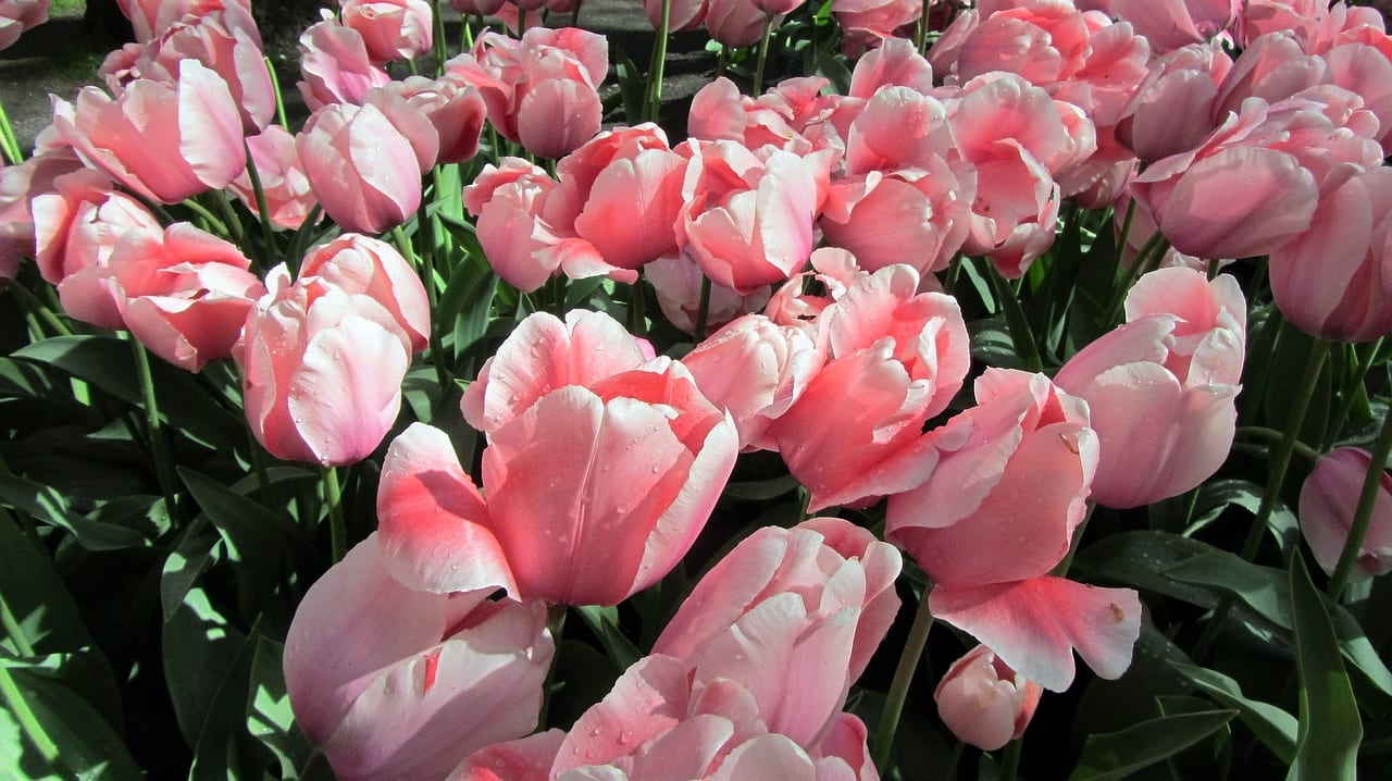 Cuándo y cómo plantar tulipanes para que florezcan bien