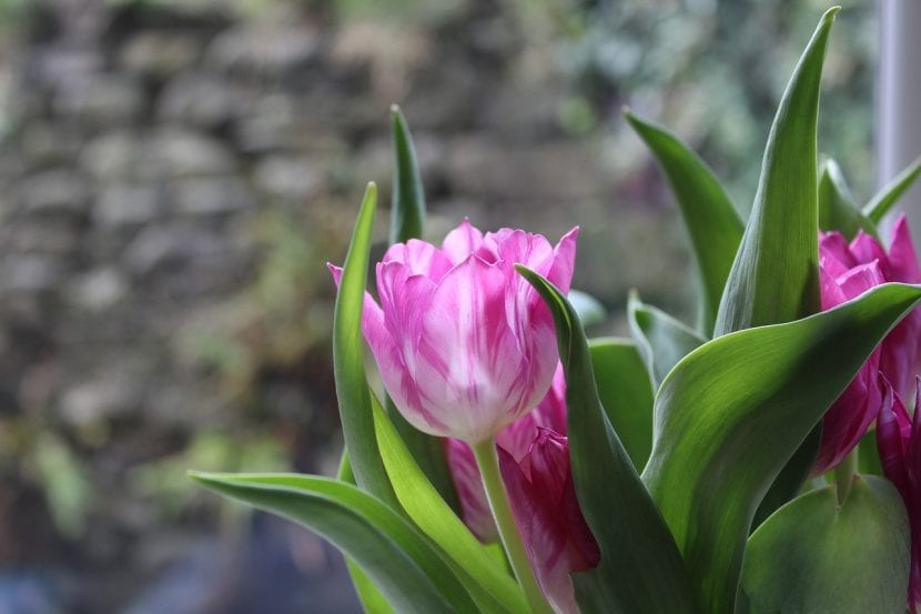 Planta tu tulipán en invierno