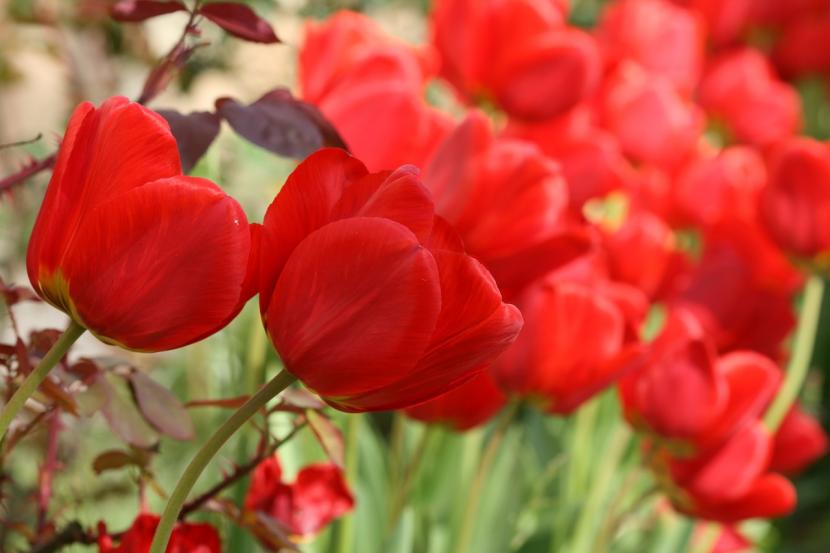 Tulipán rojo