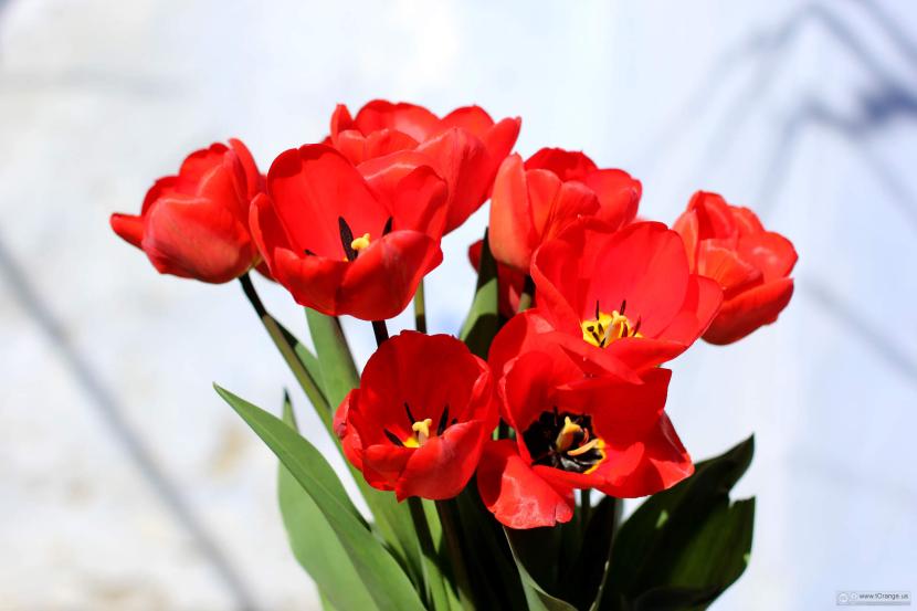 Tulipanes rojos