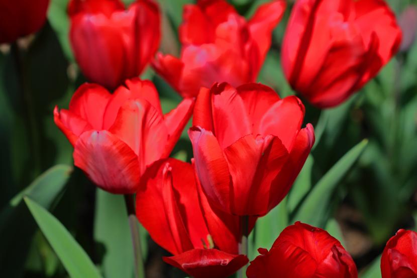 Tulipanes rojos