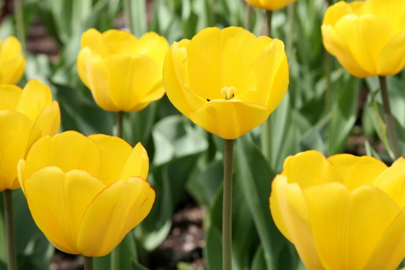 Tulipán ''Jewel of Spring''