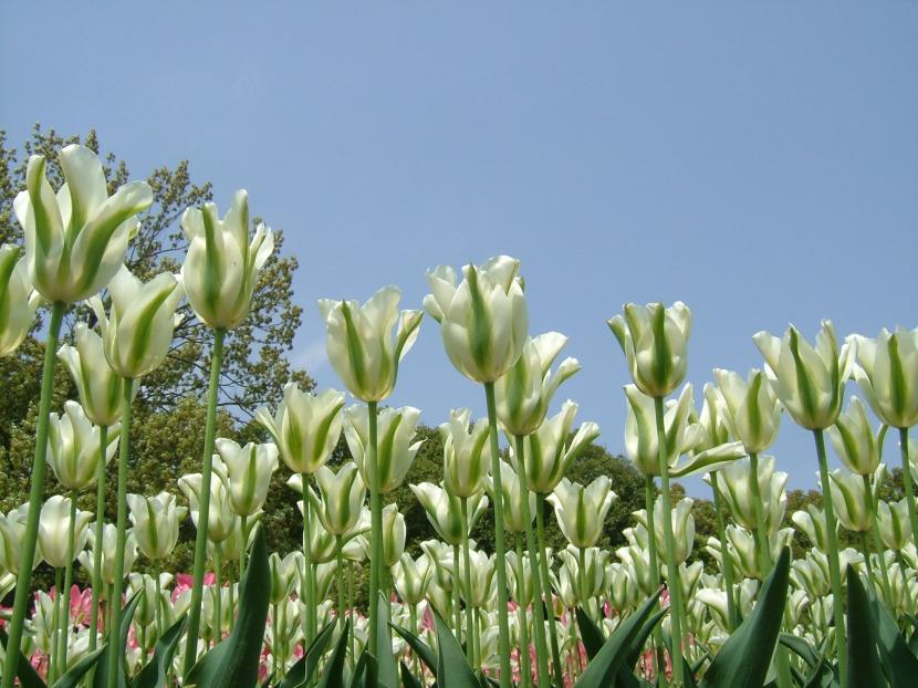 Tulipa ''Spring Green''