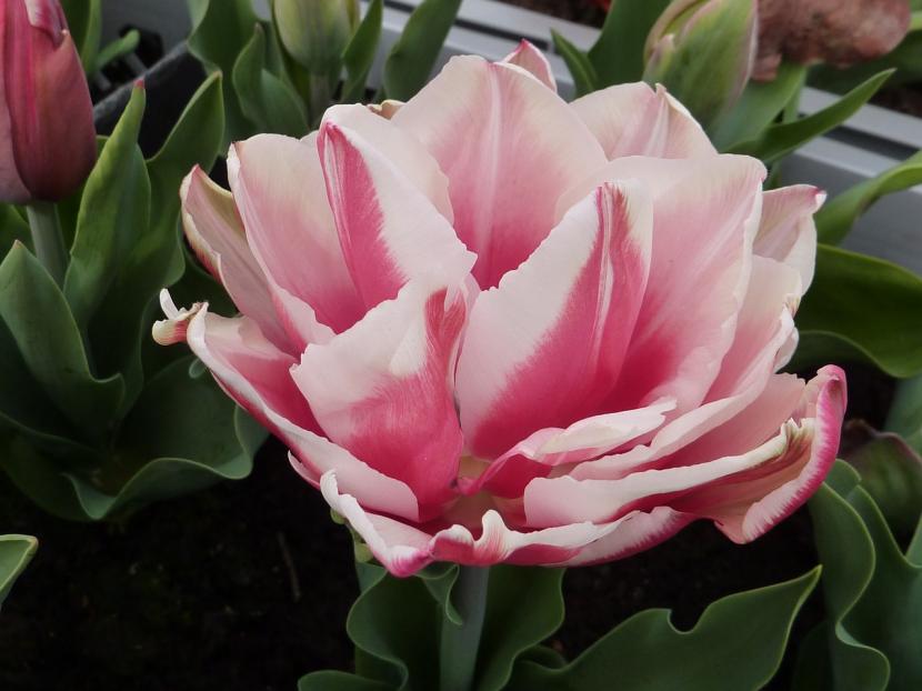 Tulipán de flor doble