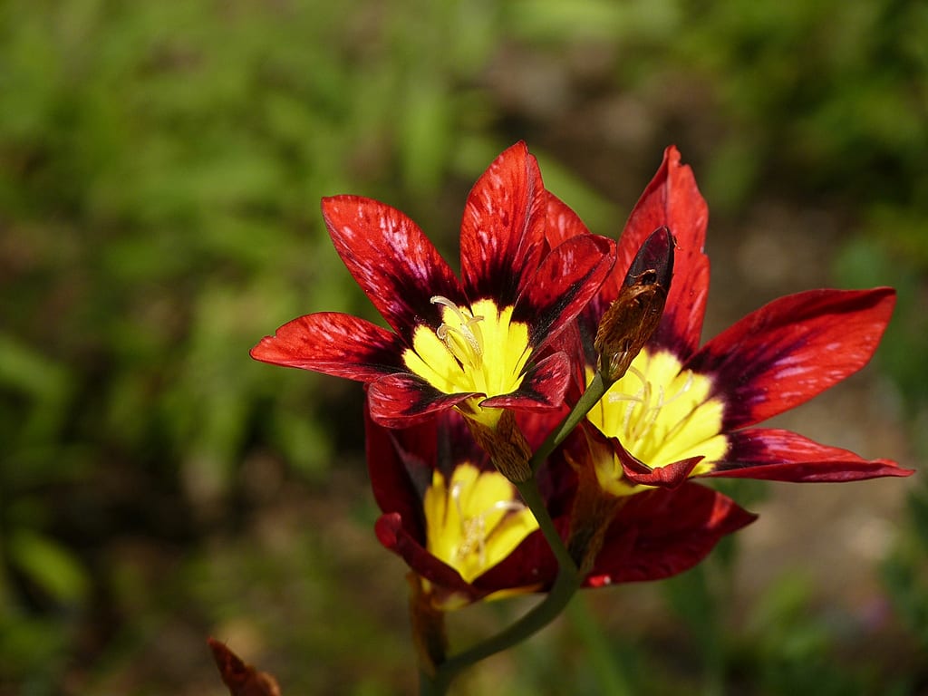 Sparaxis tricolor: cuidados, plantación y reposo estival