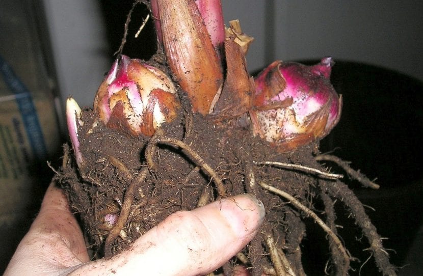 Rizoma de Canna indica
