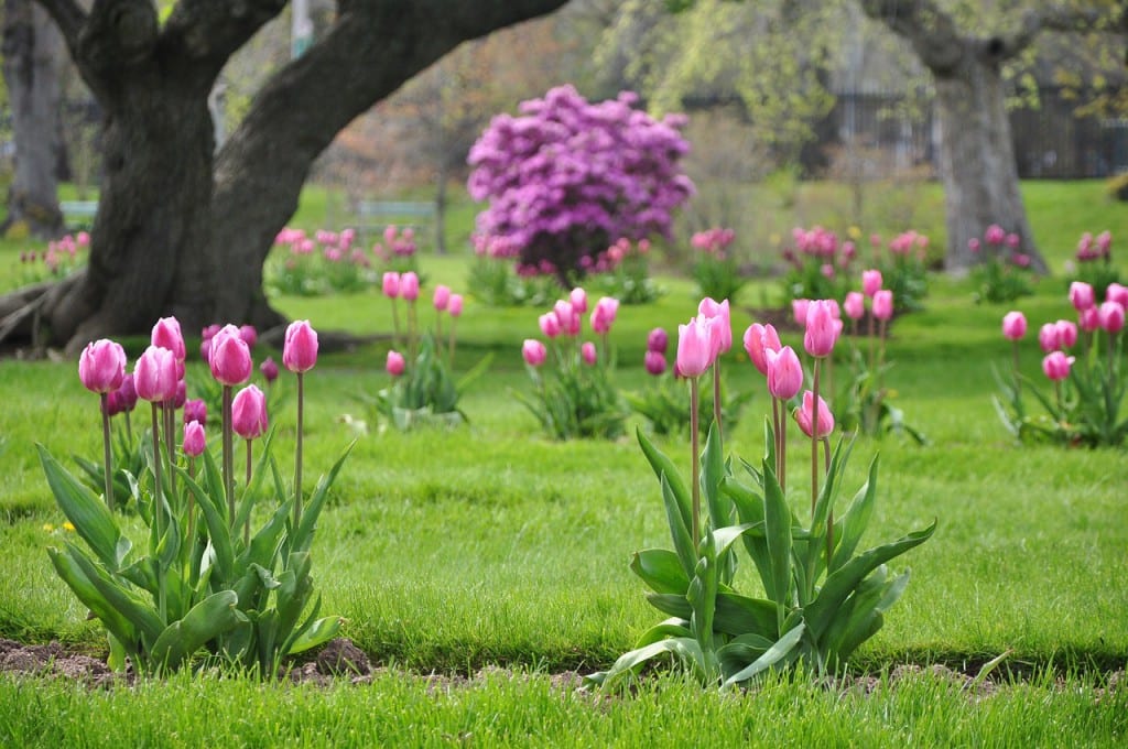 jardín con tulipanes