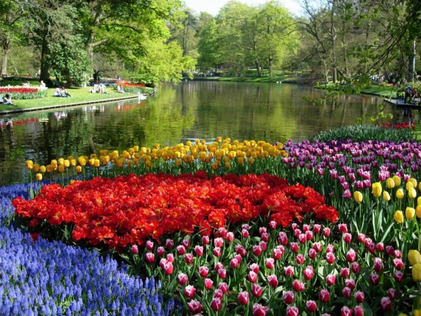Jardín de tulipanes