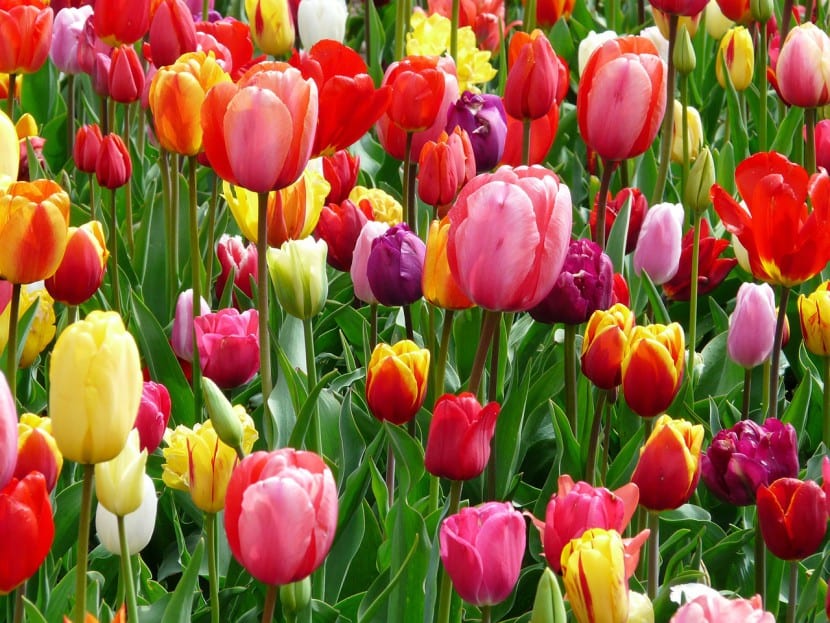 Tulipanes rojos y amarillos plantados en grupo