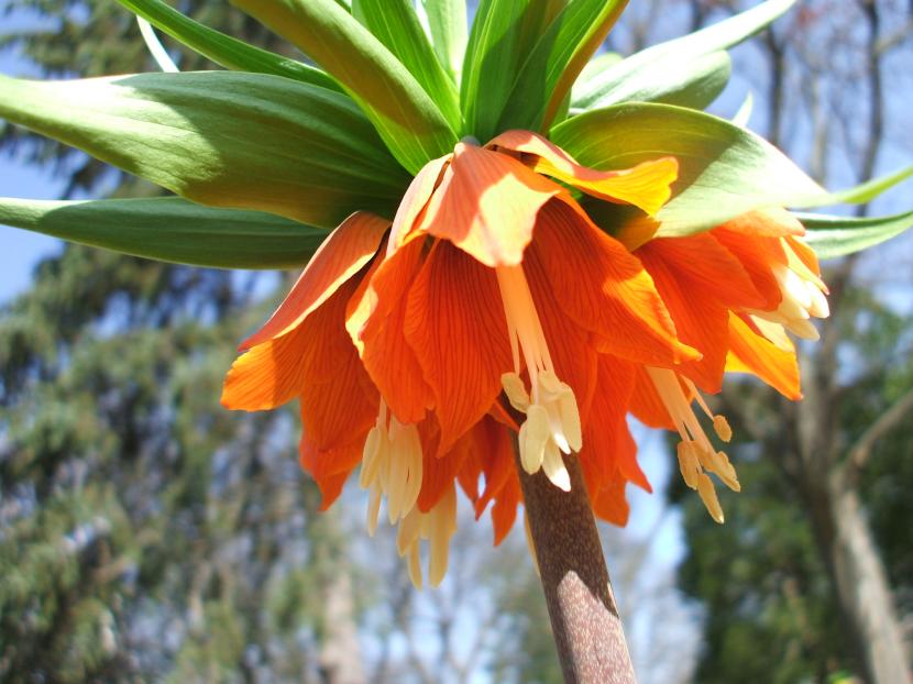 Fritillaria imperialis Rubra