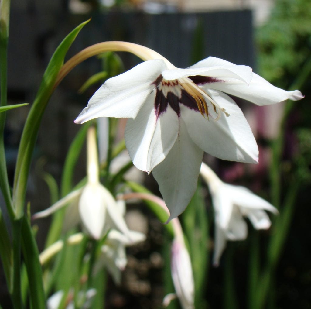 Flores de Gladiolus murielae