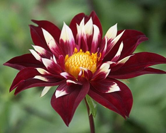 Dahlia Chimborazo