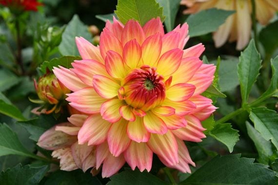 Dahlia Graceland