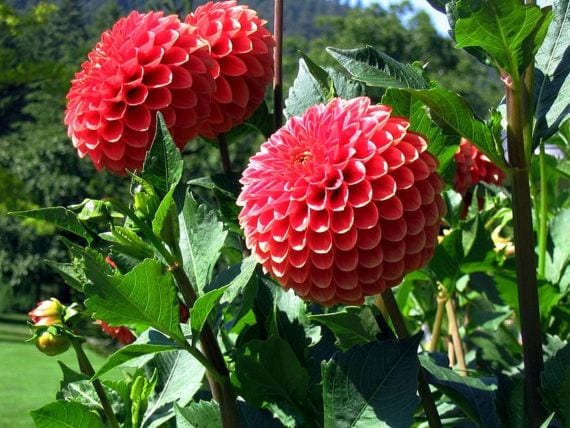 Dahlia x hortensis