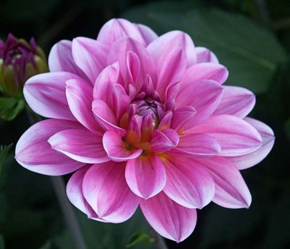 Dalia