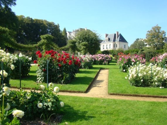 Jardín de dalias
