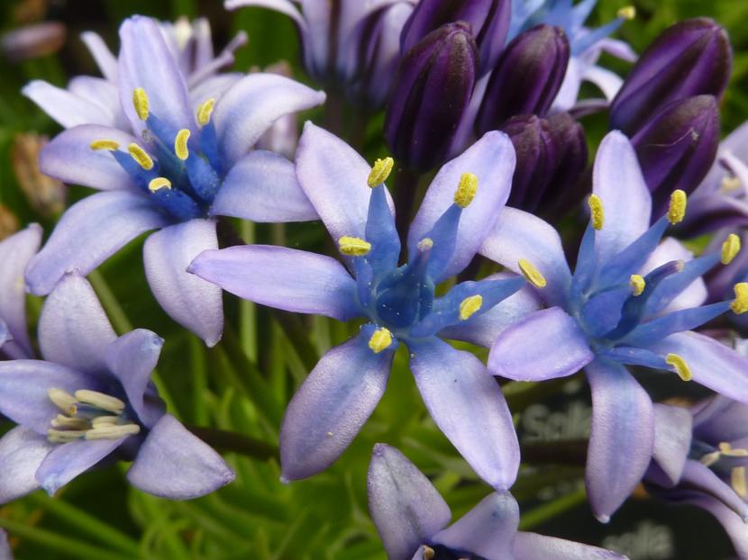 Flores lilas de la Scilla peruviana