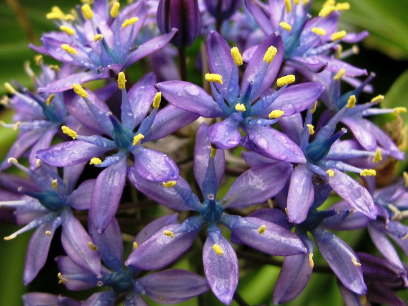 Scilla peruviana o flor de la piña: cultivo y cuidados