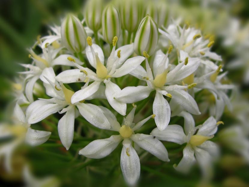 Flores blancas de la Scilla peruviana