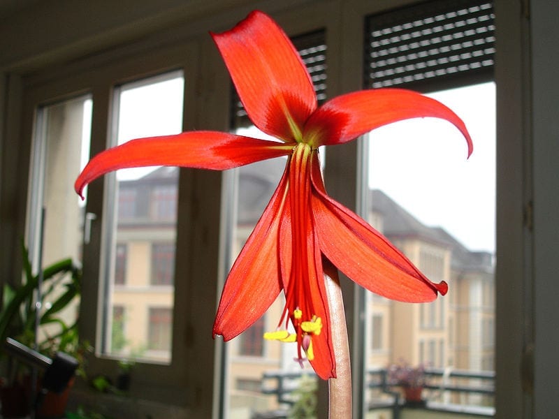 Sprekelia formosissima en flor