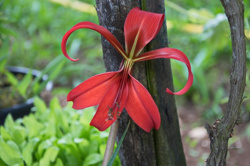 Flor de Santiago