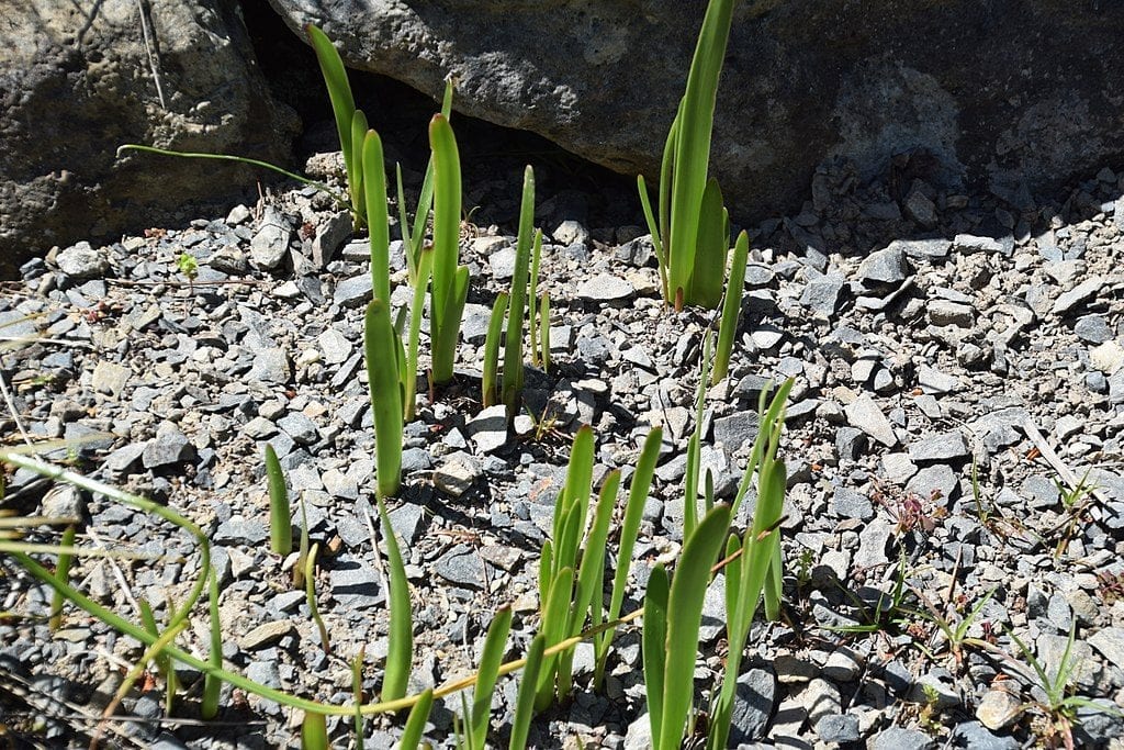Cultivo de Sprekelia formosissima