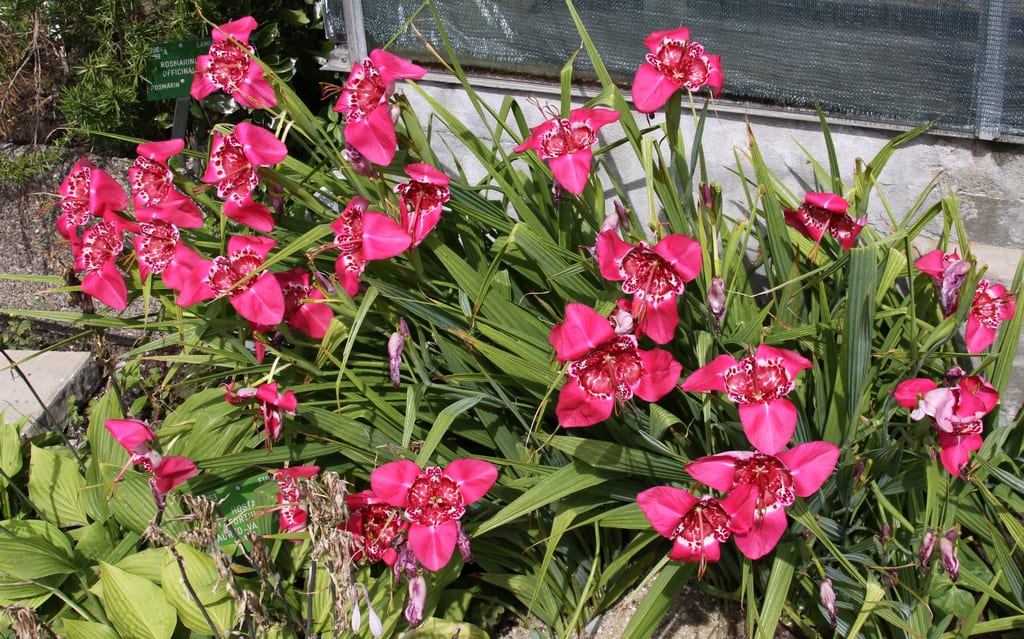 Flor de un día (Tigridia pavonia): cultivo y cuidados
