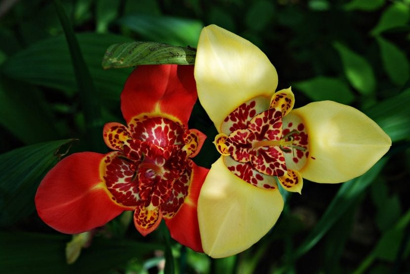 Flores de Tigridia