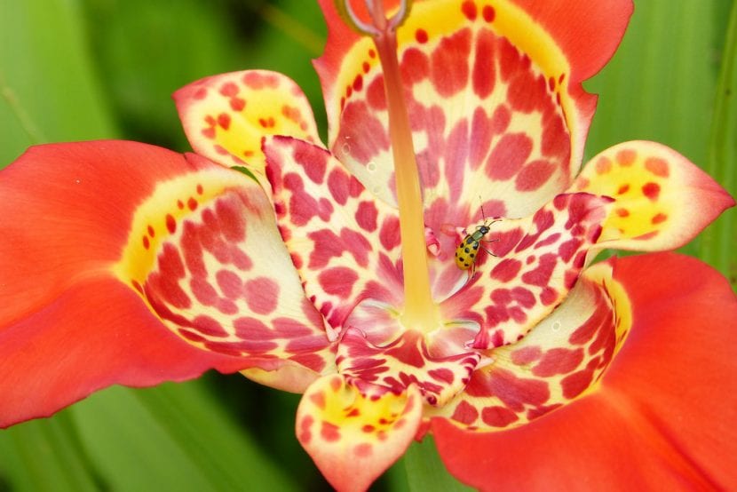 Flor de Tigridia