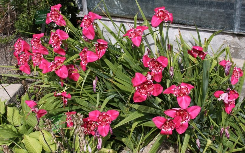 Flores de Tigridia rosa